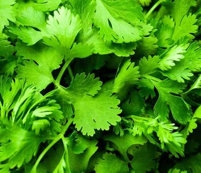 Coriander