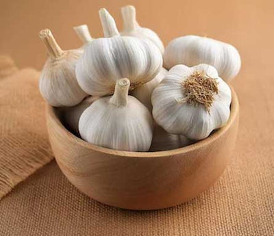 Garlic